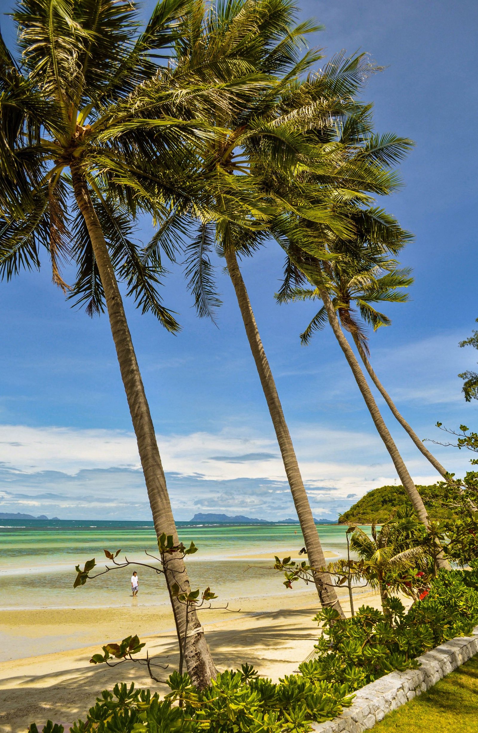 Coconut palms on Bang Makham beach, Koh Samui